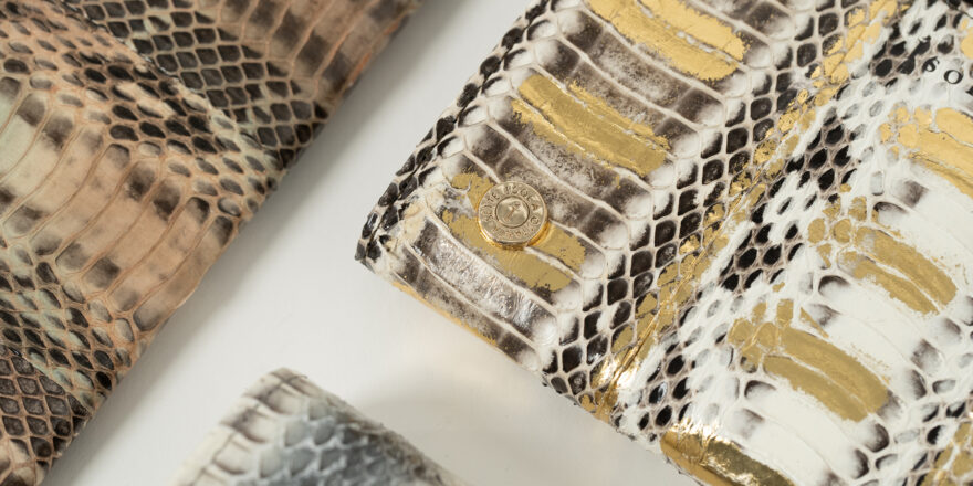 ラディアータの画像