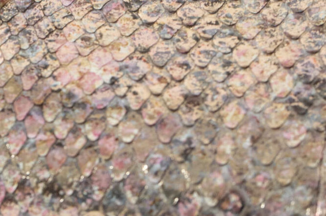 スペシャルの画像